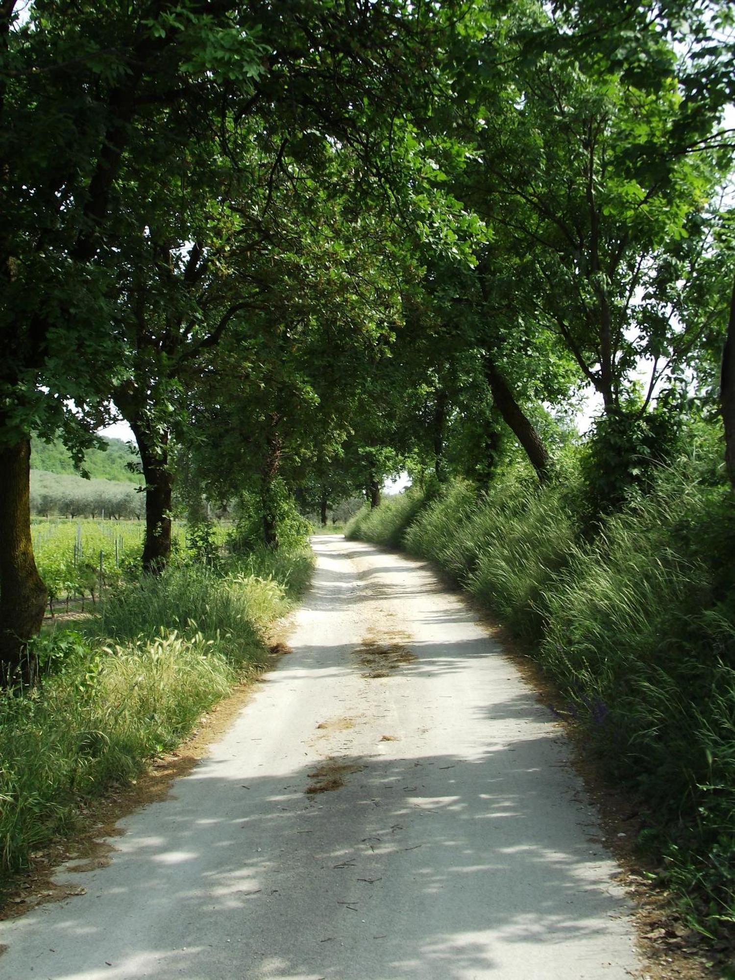 Agriturismo Ca' Castellani Bardolino Kültér fotó