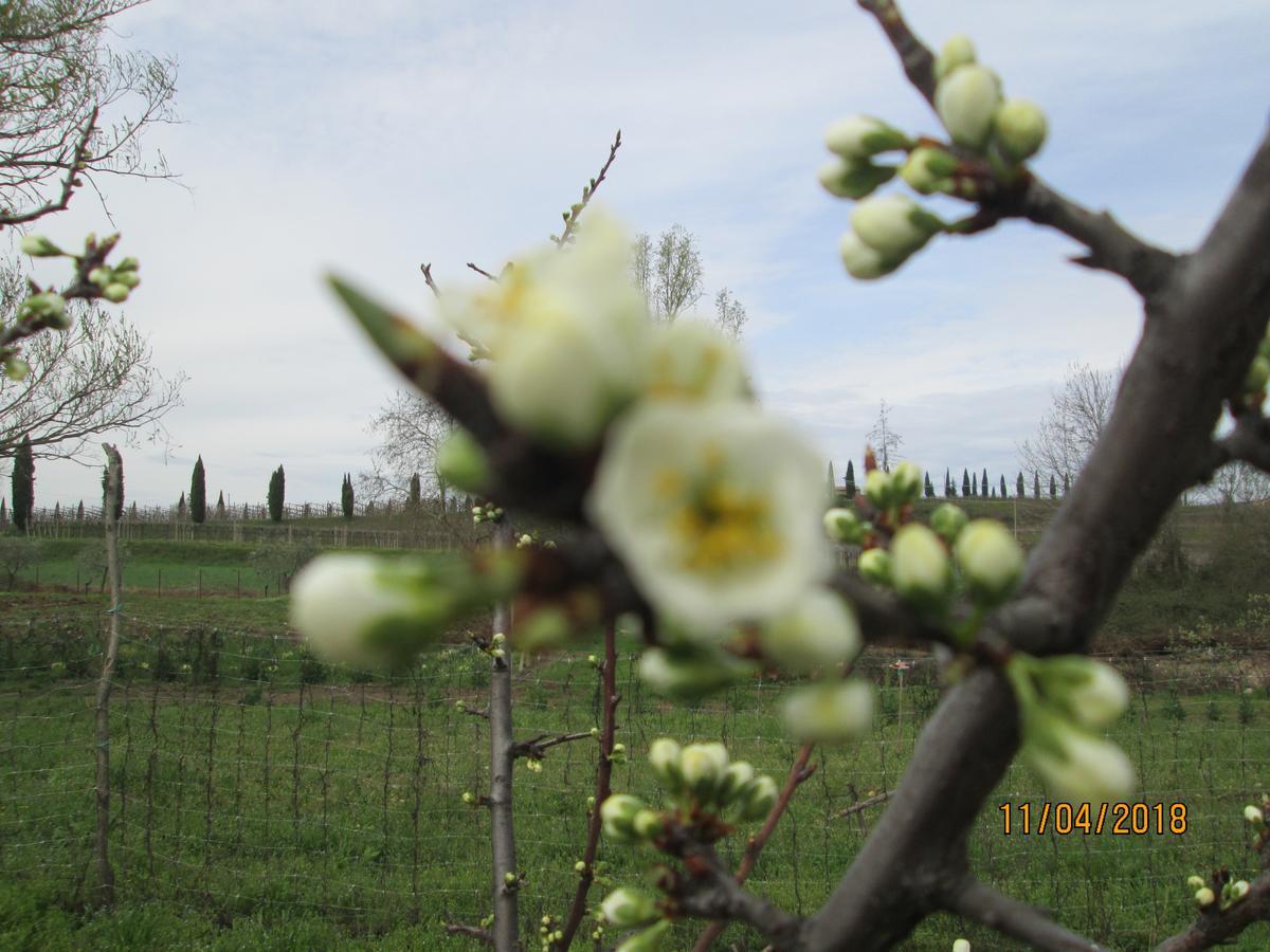 Agriturismo Ca' Castellani Bardolino Kültér fotó